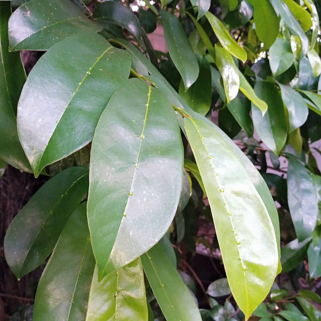 Las extraordinarias propiedades funcionales de la hoja de Guanábana