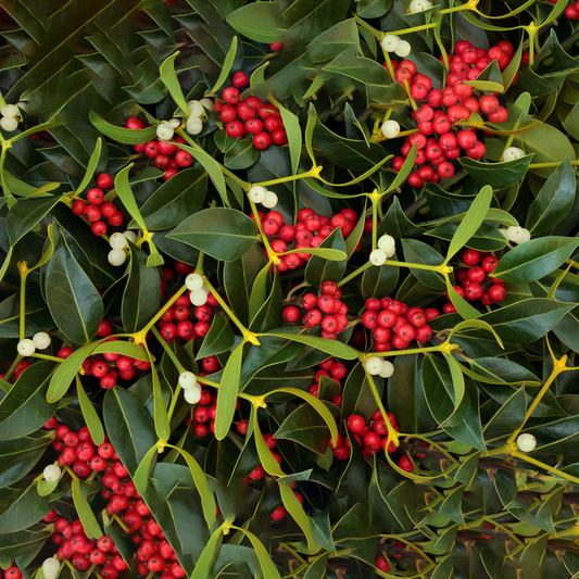 Muérdago, deshidratado para infusión, 1kg - Importado